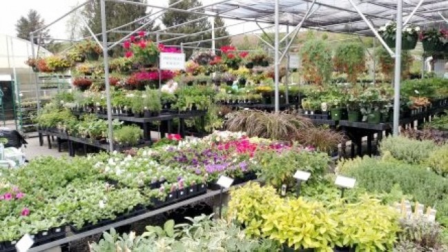Government and private nurseries of the state will increase the rates