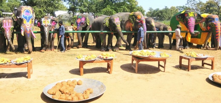 103 साल की वत्सला के साथ मनाया गया एक साल के हाथी बापू का जन्मदिन
