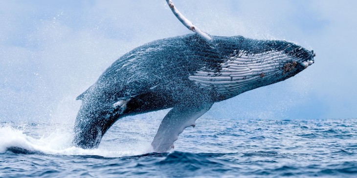 Is fisherman can become a rich with whales vomiting