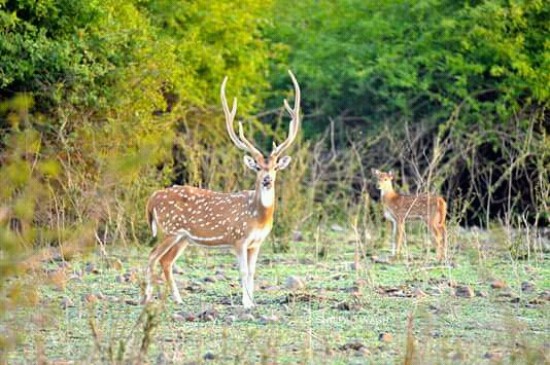 Jungal Safari has started after the rainy season, tourists visiting