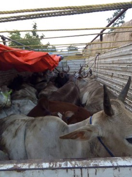 Lakhnwada and Chhindwara police sealed two trucks near Lodhikheda