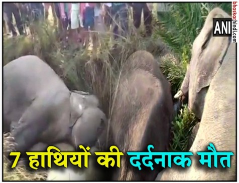 ओडिशा: बिजली के तार से चिपके 7 हाथी, तड़प-तड़पकर मौत