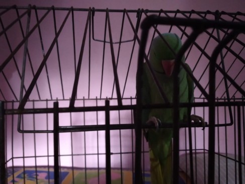 The forest department can fine up to 25,00 rupees on keeping parrot at home