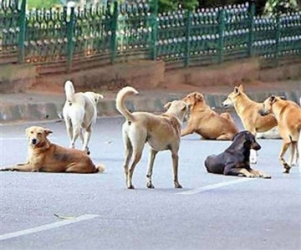 Dog sterilization center will start soon in Sonegaon maharashtra