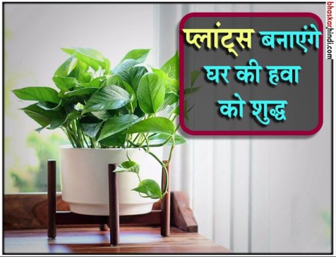 घर में लगाएं पेड़-पौधे, आएगी शुद्ध हवा