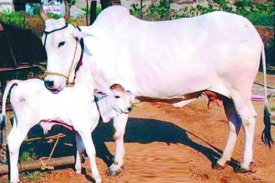 बिक जाएंगी भारतीय सेना की 20 हजार दुधारू गाय, बंद हो जाएगा आर्मी फार्म हाउस