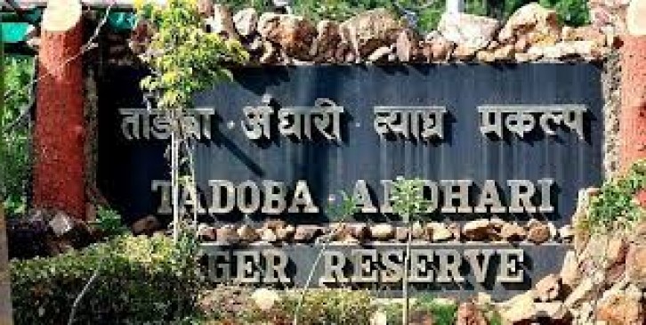 Tourists traveling in Tadoba will not be able to take selfies in forest