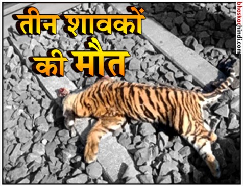 जुनोना के जंगल में  ट्रेन से कटकर तीन शावकों की मौत