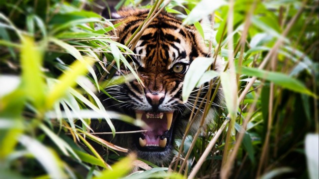 Woman killed in attack of tiger at Chandrapur, forest department arrived on the spot