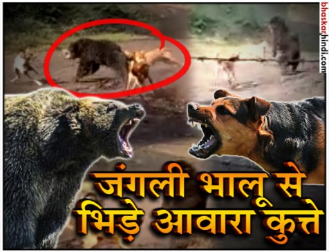 कोयला खदान में घुसे जंगली भालू से भिड़े आवारा कुत्ते, देखें VIDEO