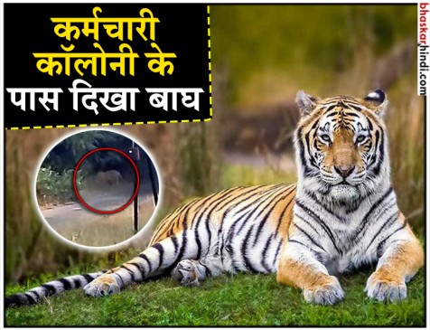 चंद्रपुर की चांदा ऑर्डिनेंस फैक्ट्री के गेट पर दिखा बाघ, देखें VIDEO