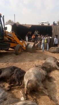 container filled with the cattles turned uncontrolled, 33 cattle dead, 9 critical condition