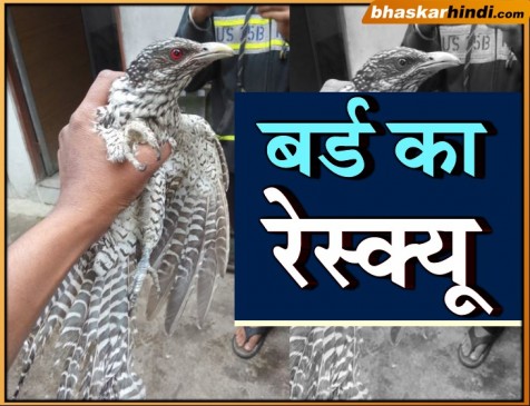 नायलन मांजे में 4 दिन तक 40 फीट उंचाई पर फंसी रही बर्ड, रेस्क्यू कर बचाई जान