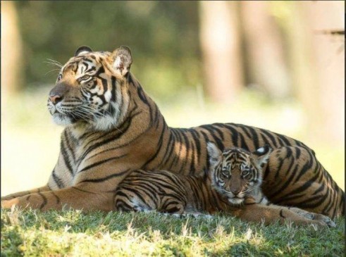 Death of tigress cub in chandrapur maharashtra FIR on farm owner