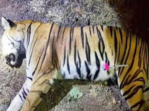 Earth Brigade Foundation filed petition to investigate the tigress Avni case