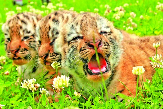 forest department and WCT track cameras in captured of tigress