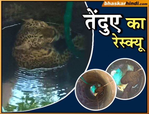 In the Malhari Baba Society, a leopard has fallen in the house well
