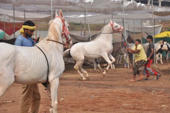 Maharashtra : Sarangkheda will be the attraction center of horse lovers