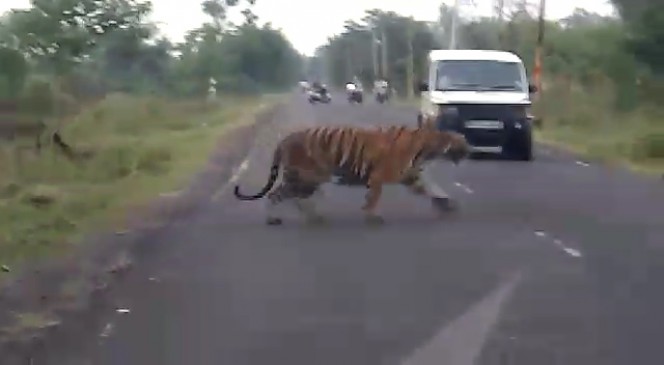 अब चंद्रपुर सुपर पावर प्लांट के पास दिखा बाघ, रहवासियों में दहशत 