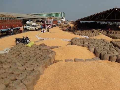 price of maize has increased to 1700 rupees per quintal in the Market