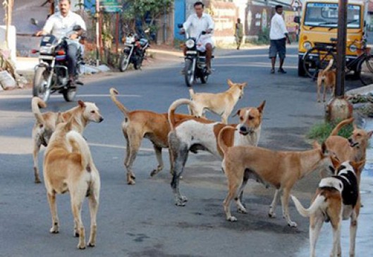Sterilization center can not control stray dogs, NMC failure.