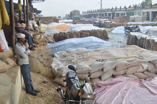 Thousands of quintals of maize destroyed from heavy rain in chhindwara