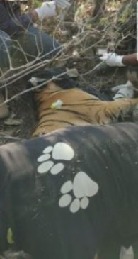 Trying to catch Avni Tigress cubs for months succeeded on Saturday afternoon