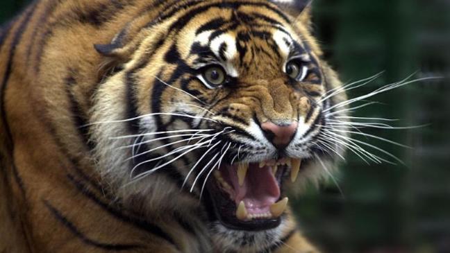 चंद्रपुर में बाघ के हमले में महिला ने गंवाई जान, सड़क हादसे में एक की मौत  