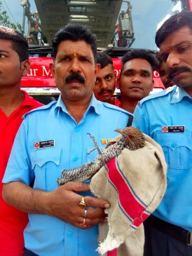 Bird rescued after got stuck in Kite Manja on a banyan tree