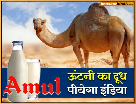 AMUL ने लांच किया ऊंटनी का दूध, जानें इसके लाभ और कीमत