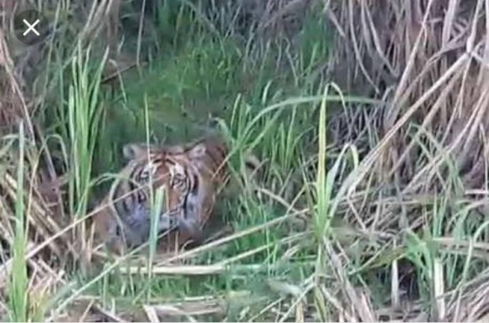 In search of prey, the tiger came to the village and hunt a cow calf