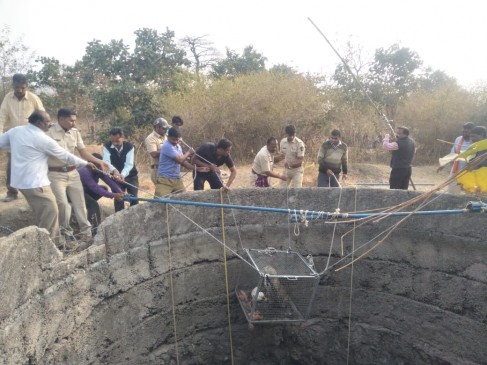 Leopard fell down in well, Nagpur transit team done the rescue