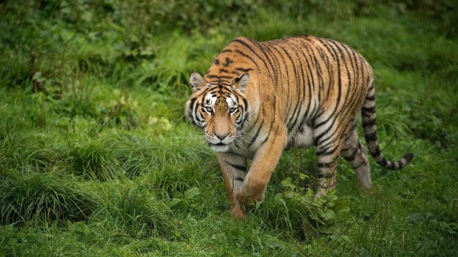 Maharashtra is second with highest number of tigers, killed more in Madhya Pradesh
