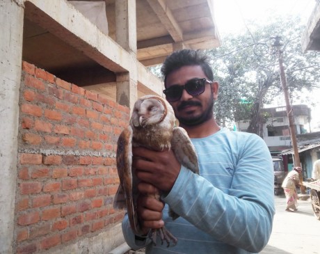पतंग के मांजे से घायल हुआ उल्लू, पक्षी मित्र ने रेस्क्यू कर बचाई जान देखें वीडियो