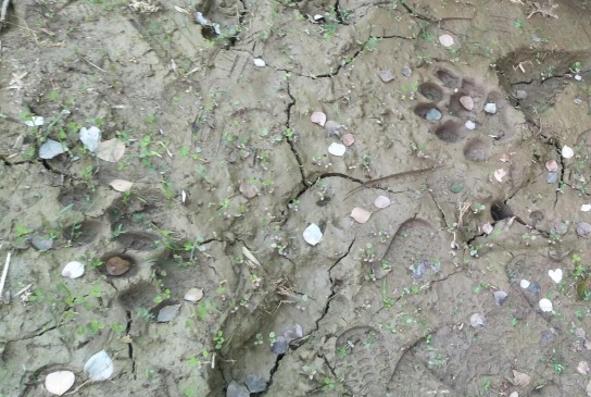 Panthers pugmark found in Pithaurabad, alert release in area