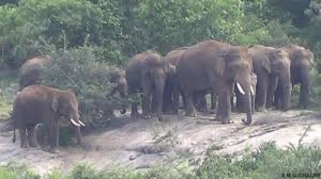 उमरिया के जंगलों में सक्रिय है हाथियों का दल