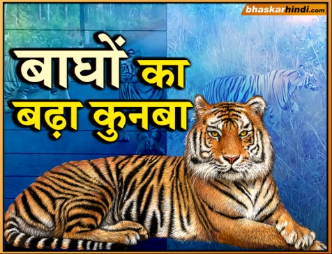 3 शावकों के साथ दिखी बाघिन, वीडियो वायरल