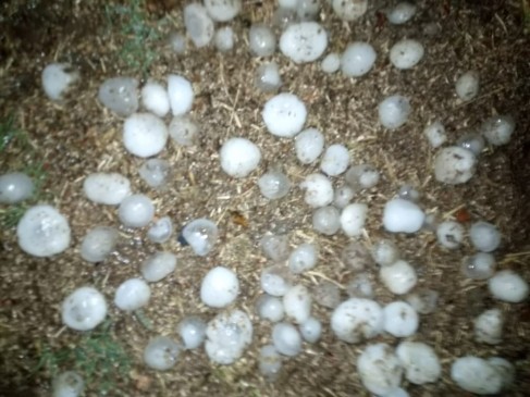 Hail storm in many areas of madhya pradesh, crops destroyed