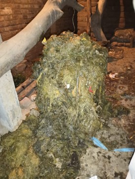 65 kg polyethylene extracted from the cow stomach operation