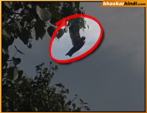 Bird trapped on 50 feet high tree has been rescued successfully