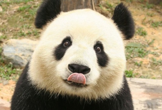 The Worlds Cutest Animal Panda Do Traveling To China By Airline ज न क य वजह ह क ज प ड ड यर क ट फ ल इट स ह च न ज त ह