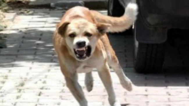 Dog bite 3 people,nagar palika has no equipment to catch the dog