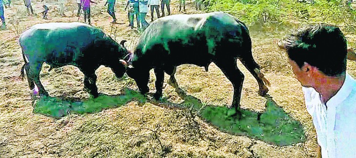 Gambling on fights of buffaloes is rapidly increasing in Nagpur Gambling on fights of buffaloes is rapidly increasing in Nagpur