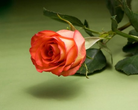 ROSE DAY: ऐसे ही नहीं है symbol of love, आपकी हजार फीलिंग्स को दर्शाता एक गुलाब ROSE DAY: ऐसे ही नहीं है symbol of love, आपकी हजार फीलिंग्स को दर्शाता एक गुलाब
