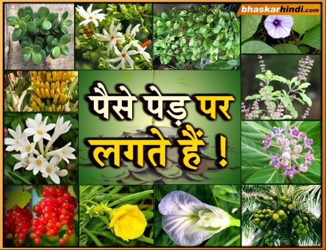 These 12 types of plants are very important, will make you rich
