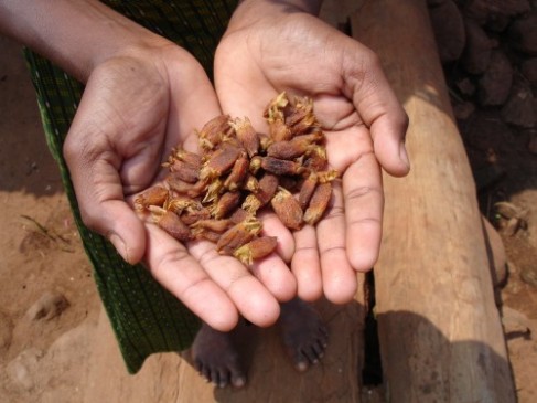Traditional drink of the tribals available in different flavors Traditional drink of the tribals available in different flavors