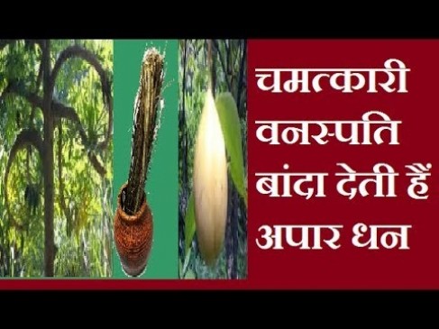 What is Baanda? Learn about its 10 amazingly effective tricks What is Baanda? Learn about its 10 amazingly effective tricks