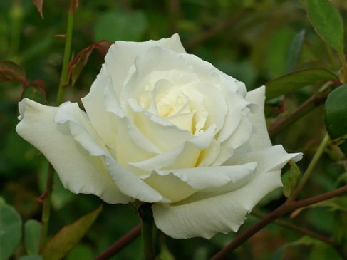ROSE DAY: ऐसे ही नहीं है symbol of love, आपकी हजार फीलिंग्स को दर्शाता एक गुलाब ROSE DAY: ऐसे ही नहीं है symbol of love, आपकी हजार फीलिंग्स को दर्शाता एक गुलाब