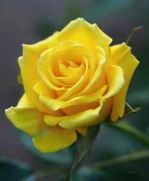 ROSE DAY: ऐसे ही नहीं है symbol of love, आपकी हजार फीलिंग्स को दर्शाता एक गुलाब ROSE DAY: ऐसे ही नहीं है symbol of love, आपकी हजार फीलिंग्स को दर्शाता एक गुलाब