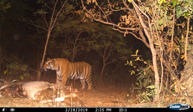Chhindwara : Movements of tiger captured in Jungle of Jamunpani